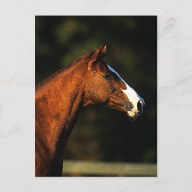 Thoroughbred-PferdeHeadshot Postkarte (Vorderseite)