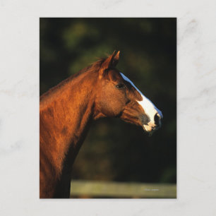 Thoroughbred-PferdeHeadshot Postkarte