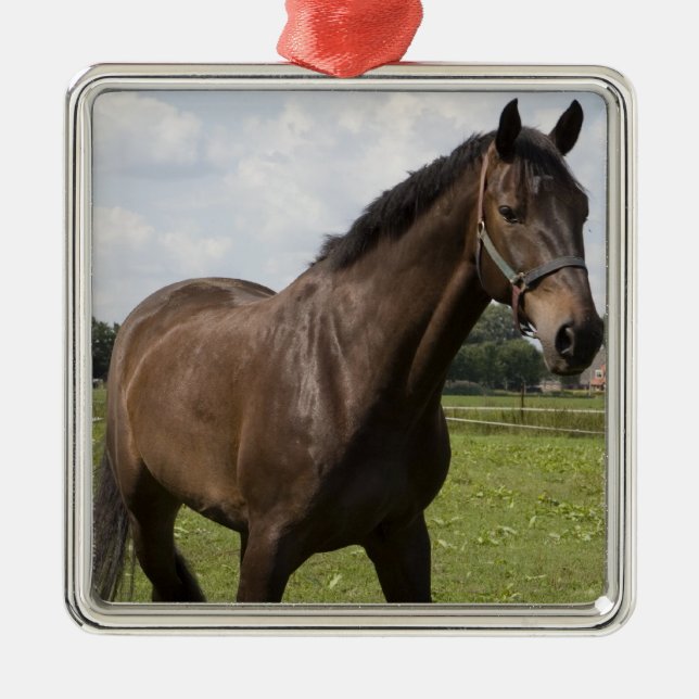 Thoroughbred-Pferdeverzierung Silbernes Ornament (Vorne)
