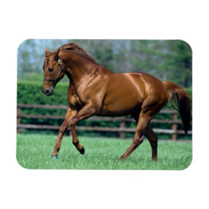 Thoroughbred Stallion, Irland Magnet