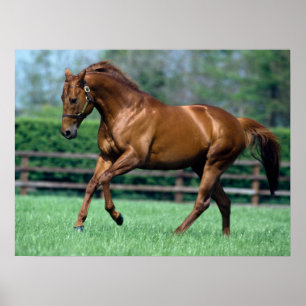 Thoroughbred Stallion, Irland Poster