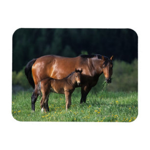Thoroughbred-Stute u. Fohlen 1 Magnet