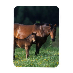Thoroughbred-Stute u. Fohlen 1 Magnet