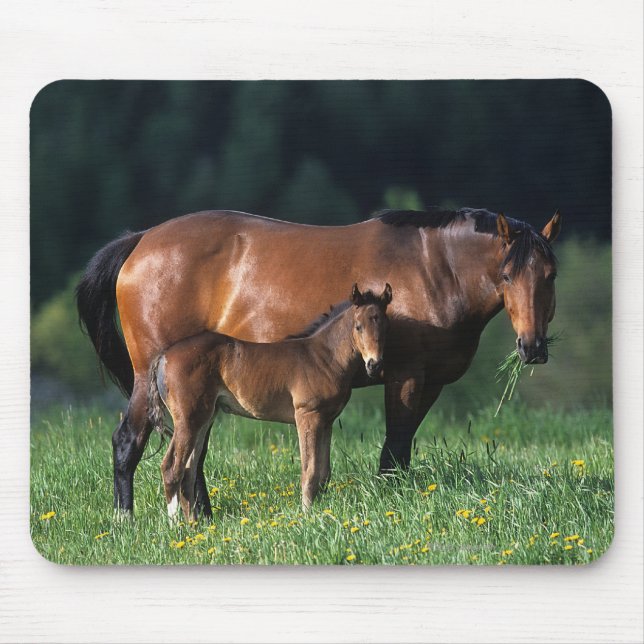 Thoroughbred-Stute u. Fohlen 1 Mousepad (Vorne)