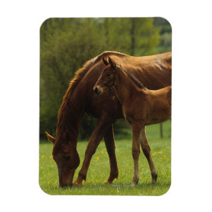 Thoroughbred-Stute u. Fohlen 2 Magnet