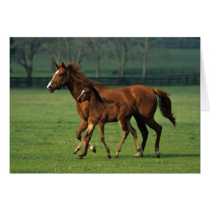 Thoroughbred-Stute u. Fohlen 3