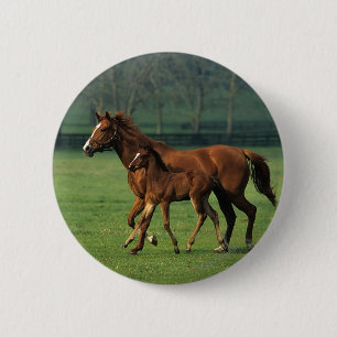 Thoroughbred-Stute u. Fohlen 3 Button