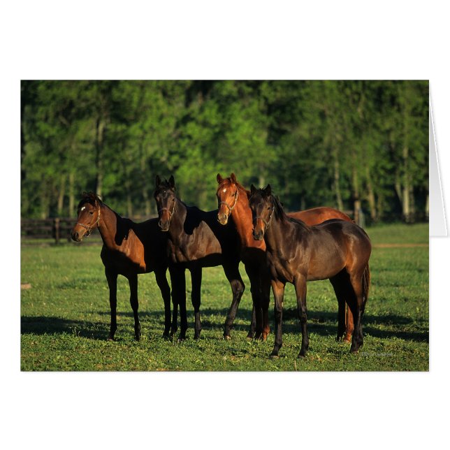 Thoroughbred Yearlings (Vorderseite (Horizontal))