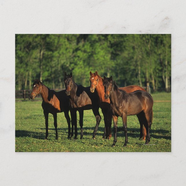 Thoroughbred Yearlings Postkarte (Vorderseite)