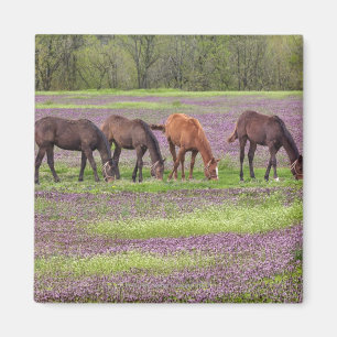 Thoroughbredpferde auf dem Gebiet von henbit Magnet