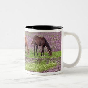 Thoroughbredpferde auf dem Gebiet von henbit Zweifarbige Tasse