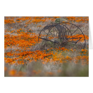 Thrasher auf dem Gebiet der Mohnblumen