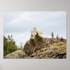 Three Ami-Goats // Colorado Wildlife Poster