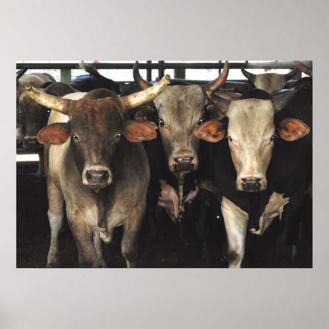 Three Amigos - Bull Cows Staring wild West Art Poster (Vorne)