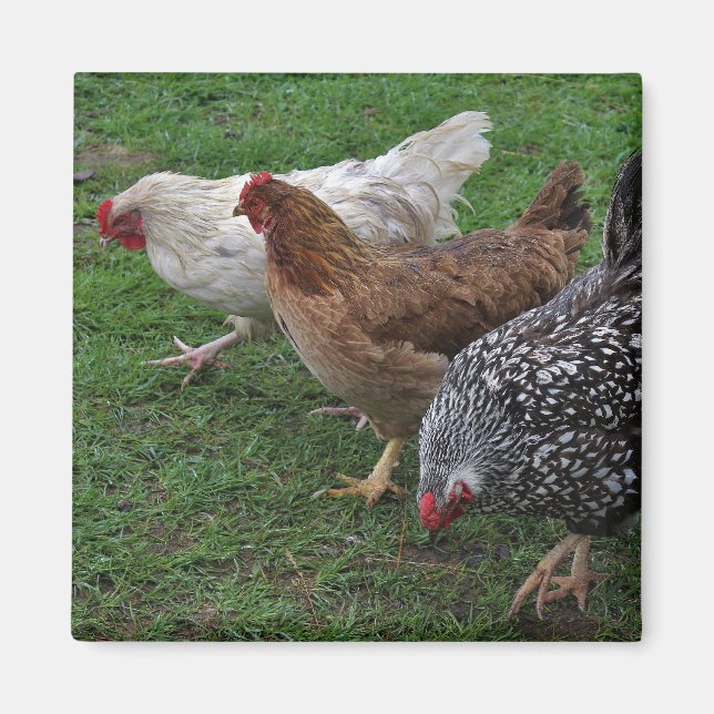 Three Amigos Magnet (Vorne)