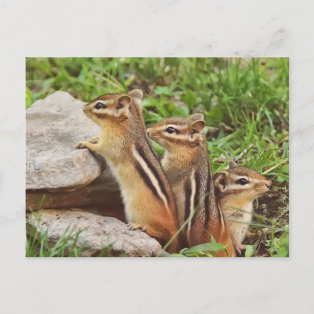 Three Baby Chipmunks Postkarte (Vorderseite)
