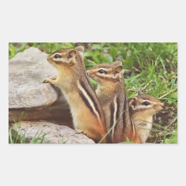 Three Baby Chipmunks Rechteckiger Aufkleber (Vorderseite)