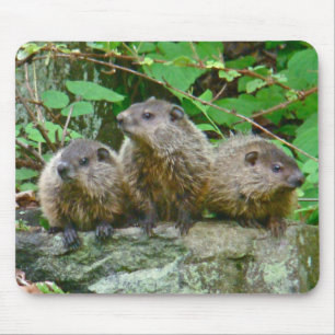 Three Baby Groundhogs Mousepad