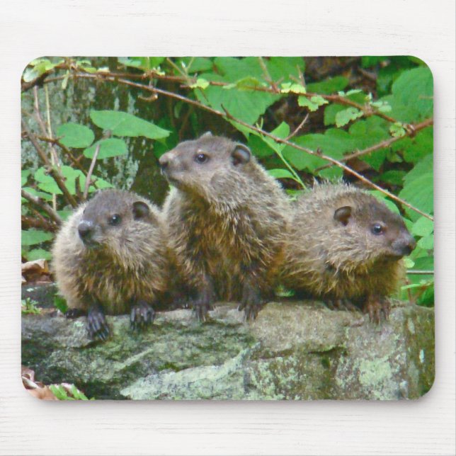 Three Baby Groundhogs Mousepad (Vorne)