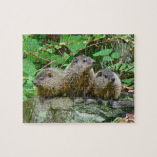 Three Baby Groundhogs Puzzle