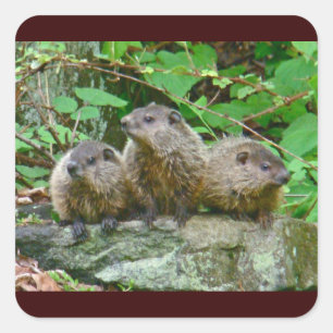 Three Baby Groundhogs Quadratischer Aufkleber
