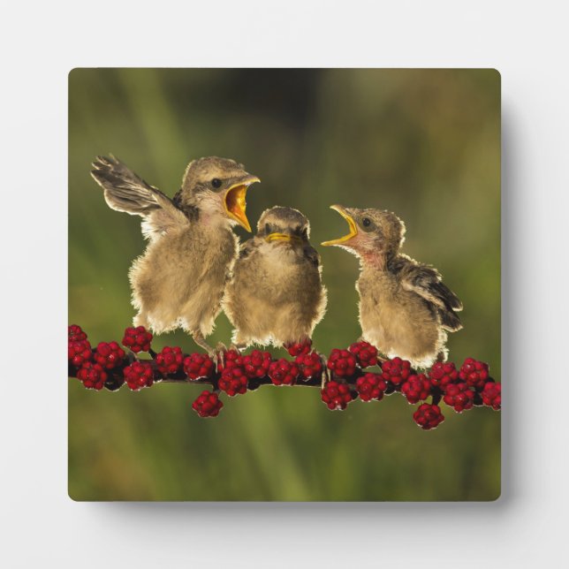 Three Baby Lanius Schach Birds Fotoplatte (Vorderseite)