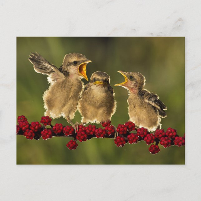 Three Baby Lanius Schach Birds Postkarte (Vorderseite)