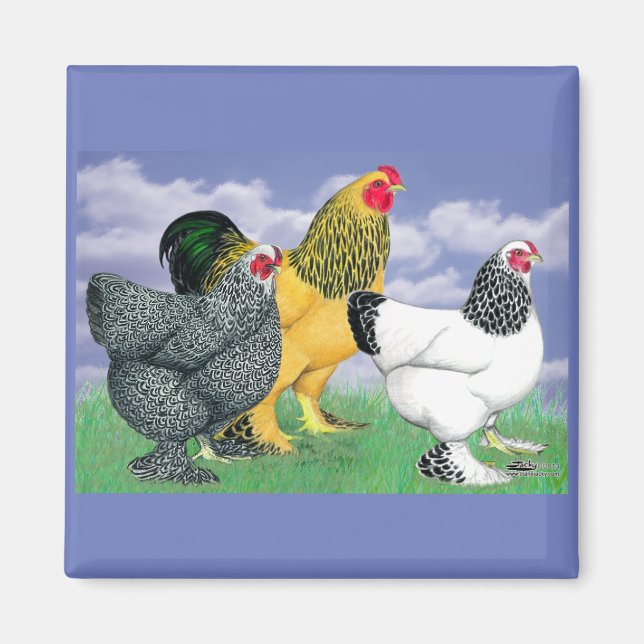 Three Brahmas Magnet (Vorne)