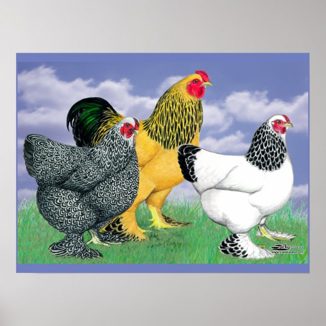 Three Brahmas Poster (Vorne)