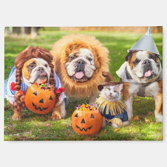 Three Bulldogs in Costumes Magnet (Vorderseite)