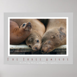 Three California Sea Lions - Three Amigos Poster