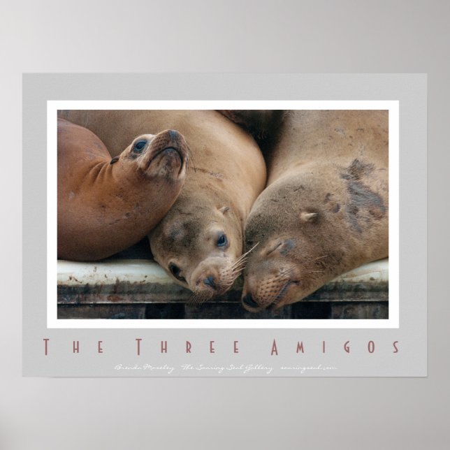 Three California Sea Lions - Three Amigos Poster (Vorne)