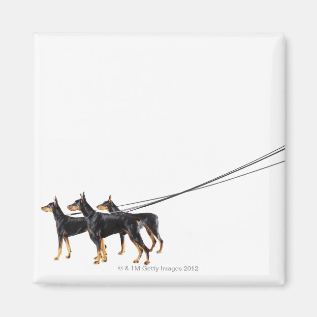 Three Dobermans on leash Magnet (Vorne)