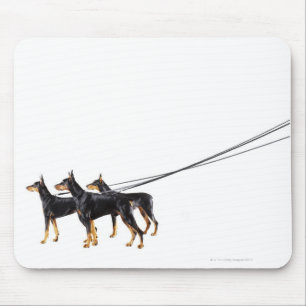 Three Dobermans on leash Mousepad