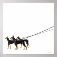 Three Dobermans on leash