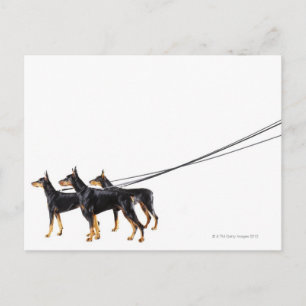 Three Dobermans on leash Postkarte