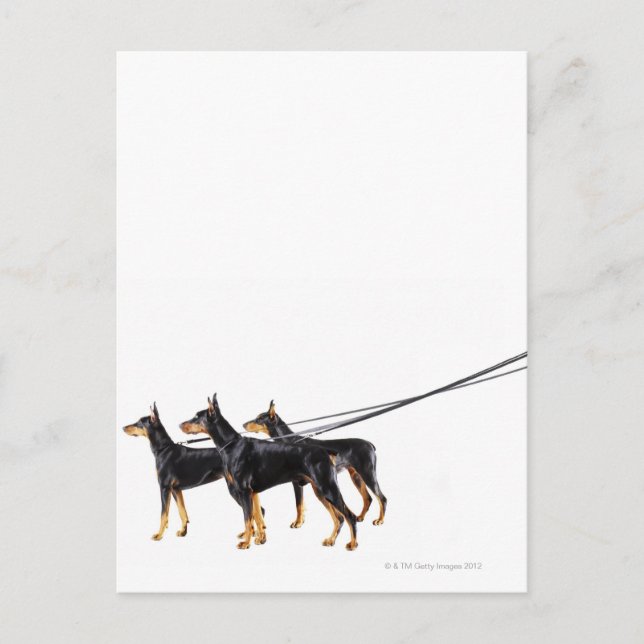 Three Dobermans on leash Postkarte (Vorderseite)