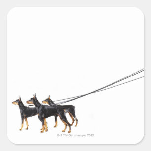 Three Dobermans on leash Quadratischer Aufkleber