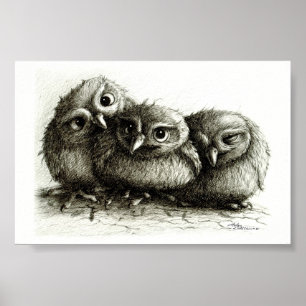 Three Funny Young Owls handgezeichnet Fine Arts Poster