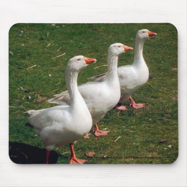 Three Gänse a Strutting - Mousemat. Anpassen. Mousepad (Vorne)