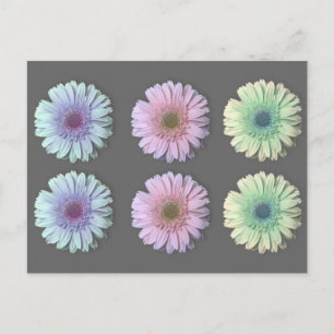 Three Gerbera Daisy Postkarte