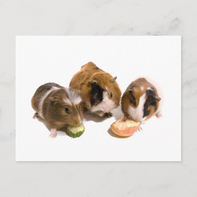 Three guinea pigs who eat postkarte (Vorderseite)