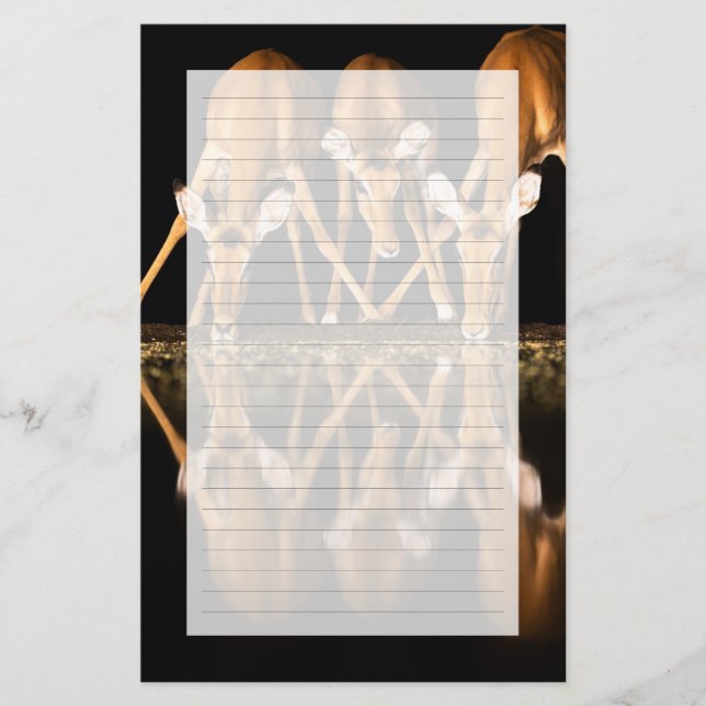 Three Impala Drink Together at Night Briefpapier (Vorderseite)