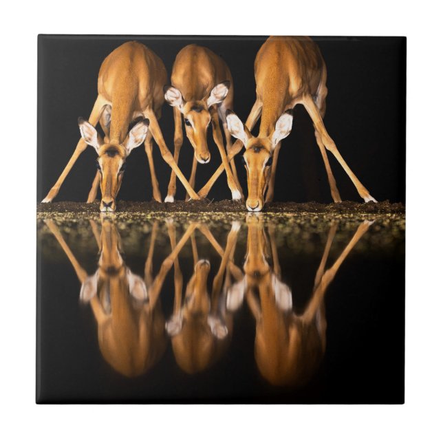 Three Impala Drink Together at Night Fliese (Vorderseite)