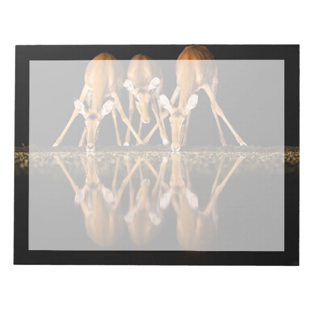 Three Impala Drink Together at Night Notizblock (Vorderseite)