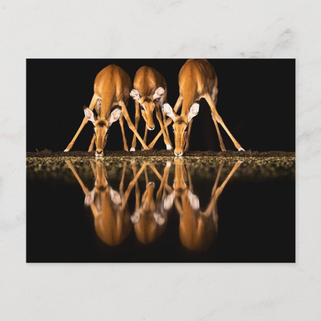 Three Impala Drink Together at Night Postkarte (Vorderseite)
