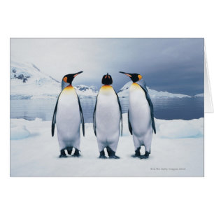 Three King Penguins