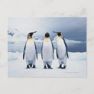 Three King Penguins Postkarte
