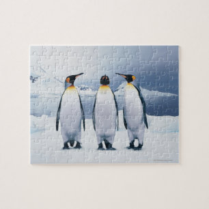 Three King Penguins Puzzle