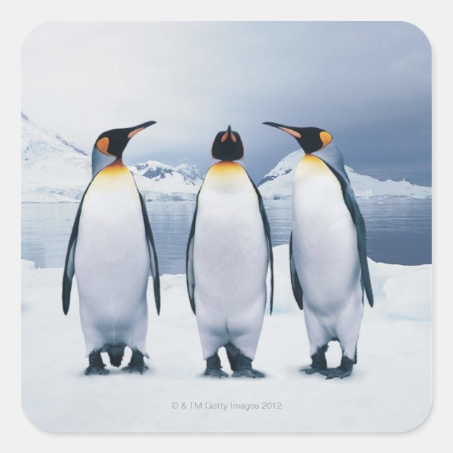 Three King Penguins Quadratischer Aufkleber (Vorderseite)